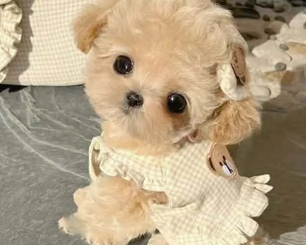 teacup teddy bear puppy outfit