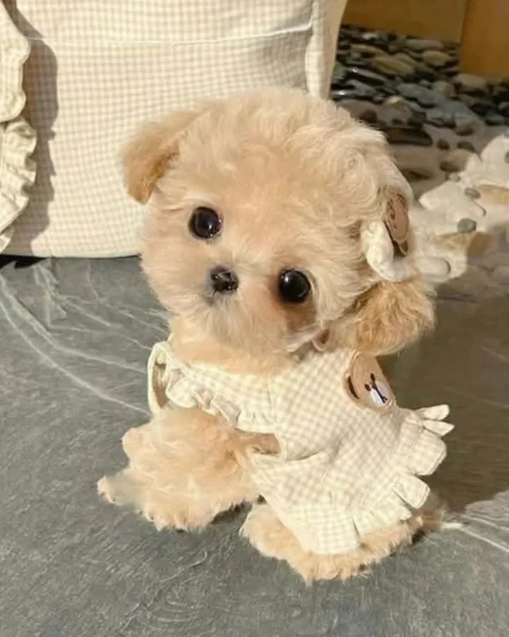 teacup teddy bear puppy outfit