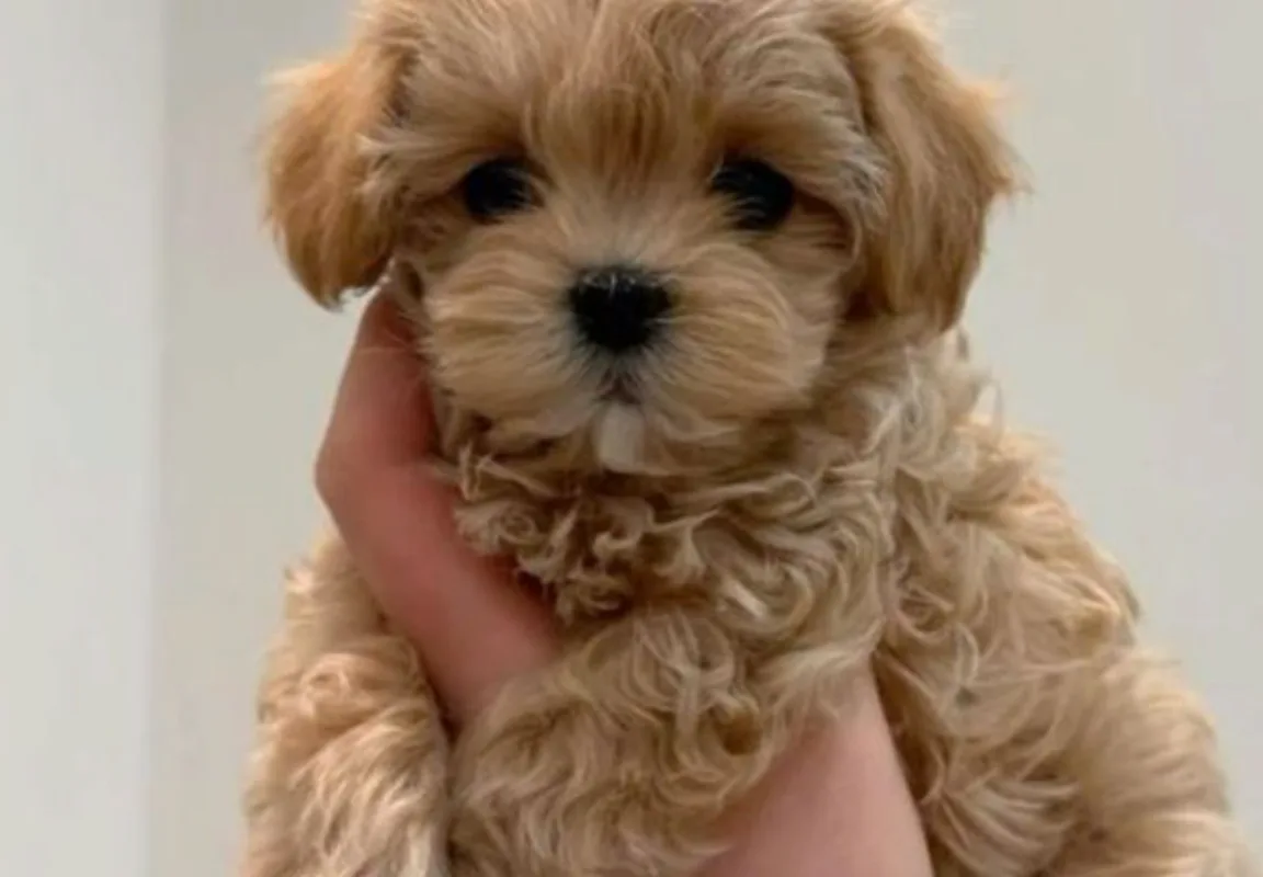 save a puppy