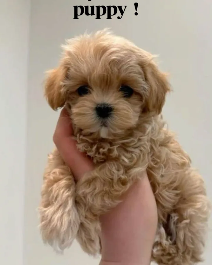save a puppy