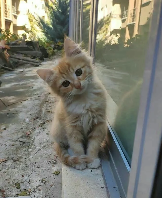 street baby cat