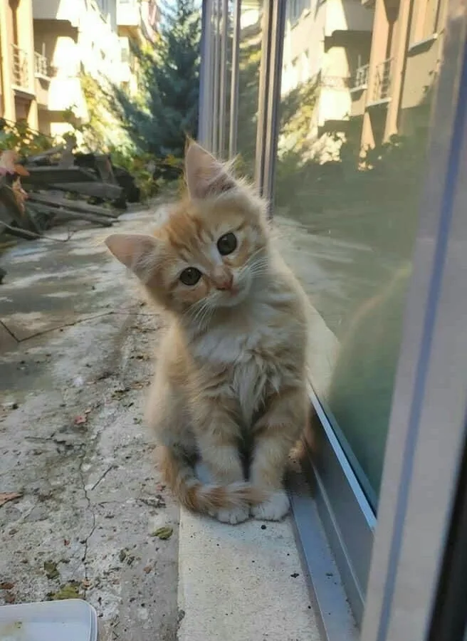 street baby cat