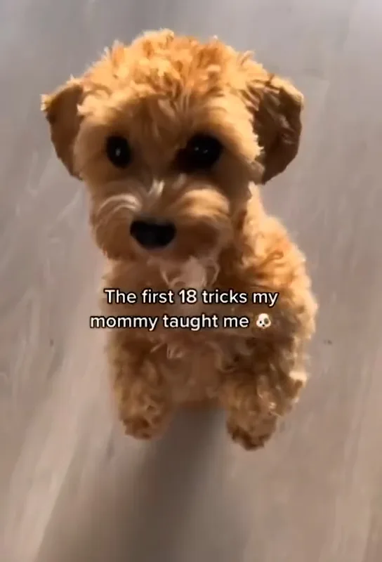 daily dog brain training