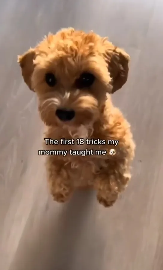 daily dog brain training
