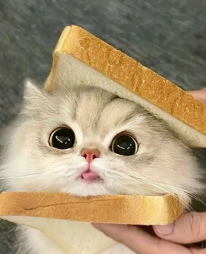 how to make toste