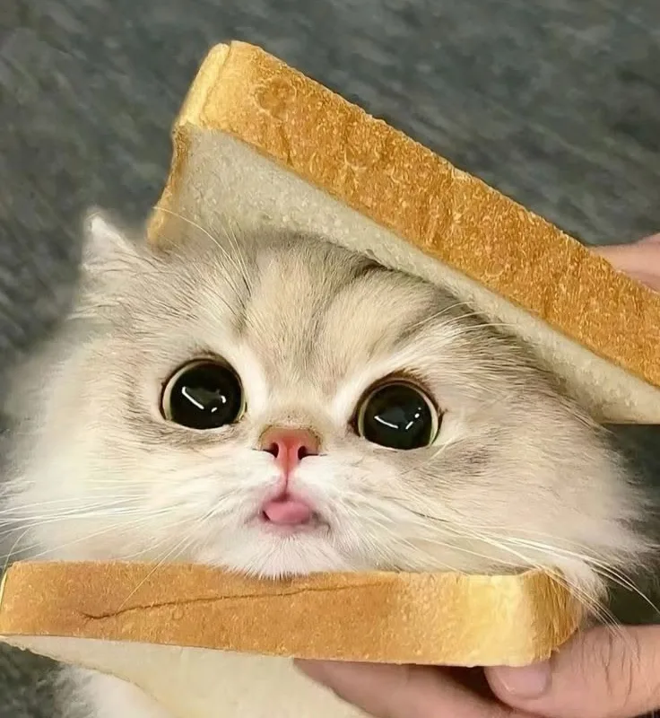 how to make toste