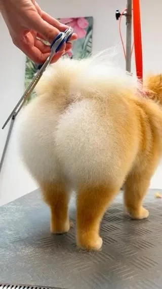 butty furry meaning