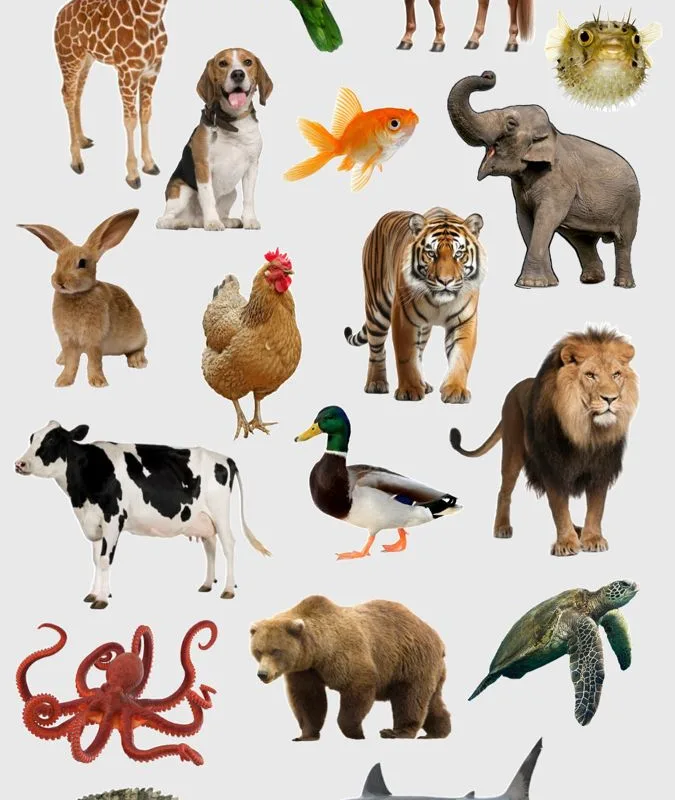 animal care tips for beginners