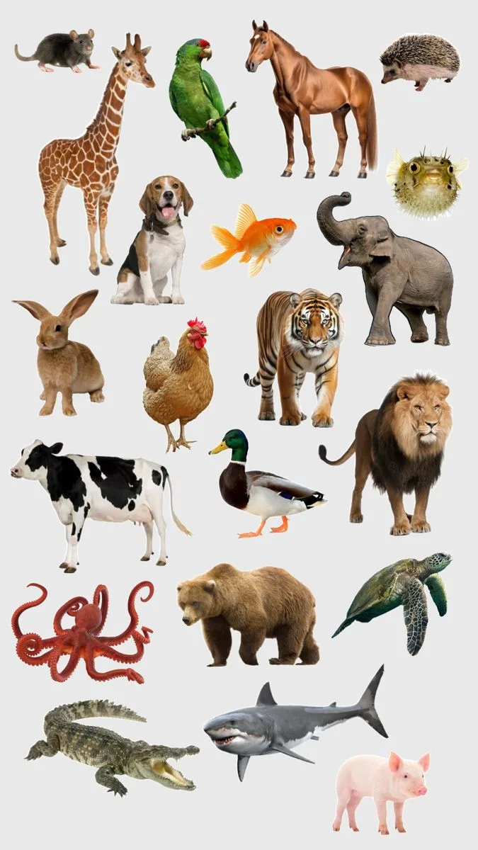 animal care tips for beginners