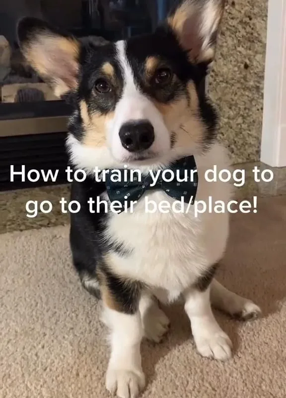 train dog to go to bed