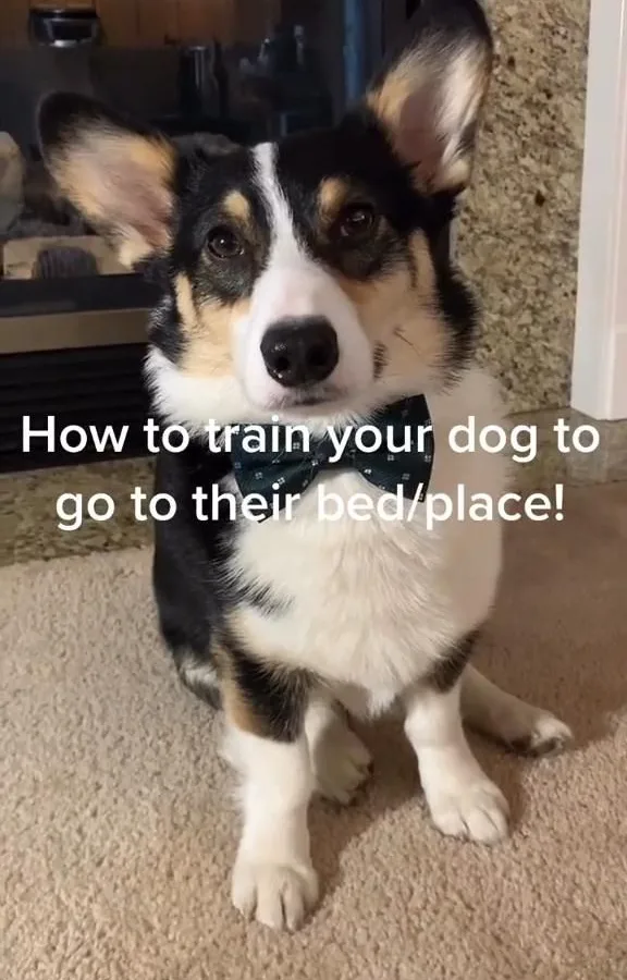 train dog to go to bed