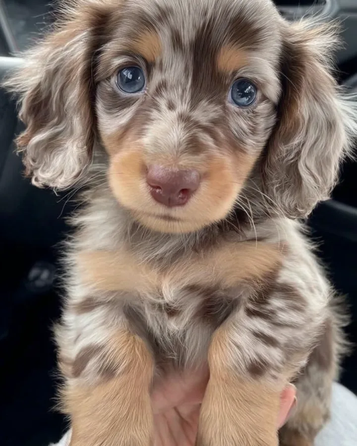 dapple dachshund puppy