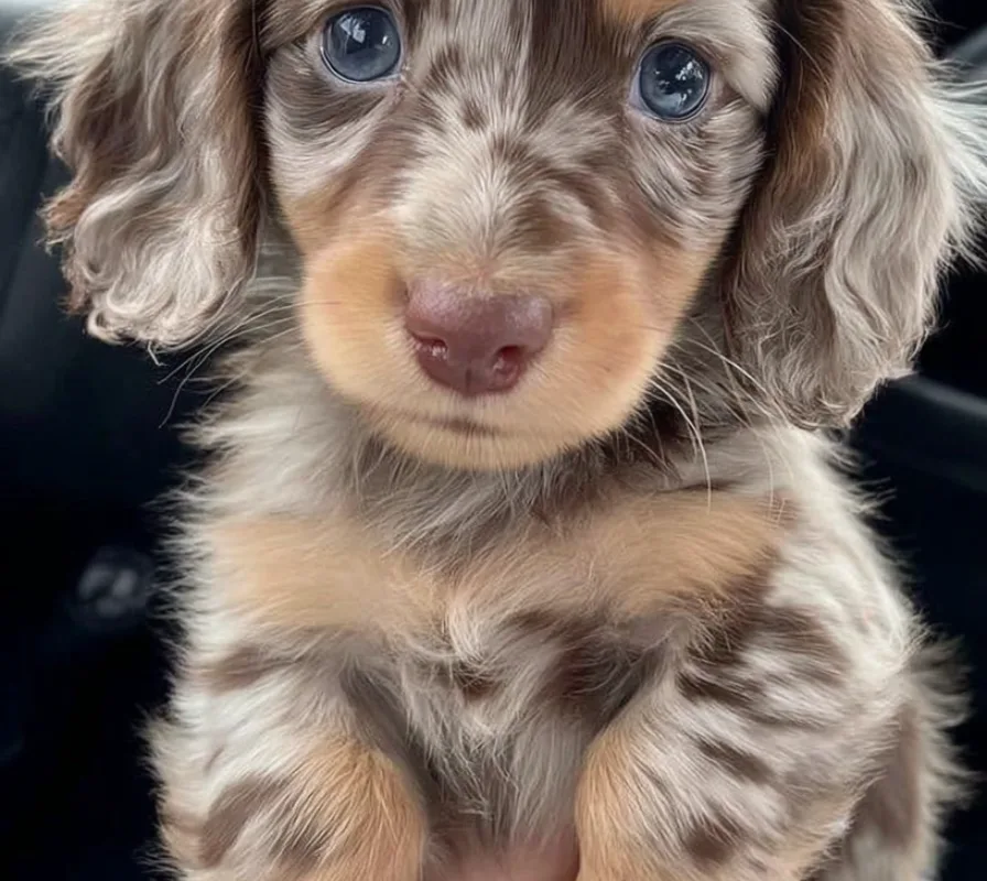 dapple dachshund puppy