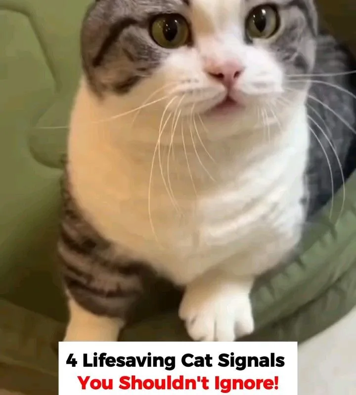 cat warning signs to never ignore