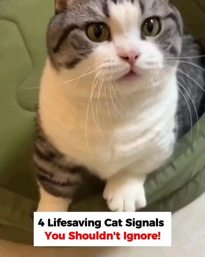 cat warning signs to never ignore