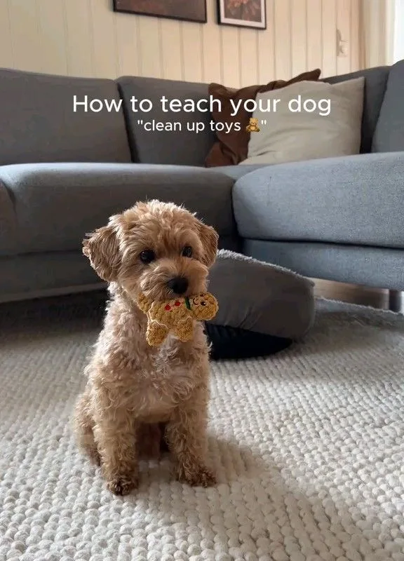 teach dog to clean up toys