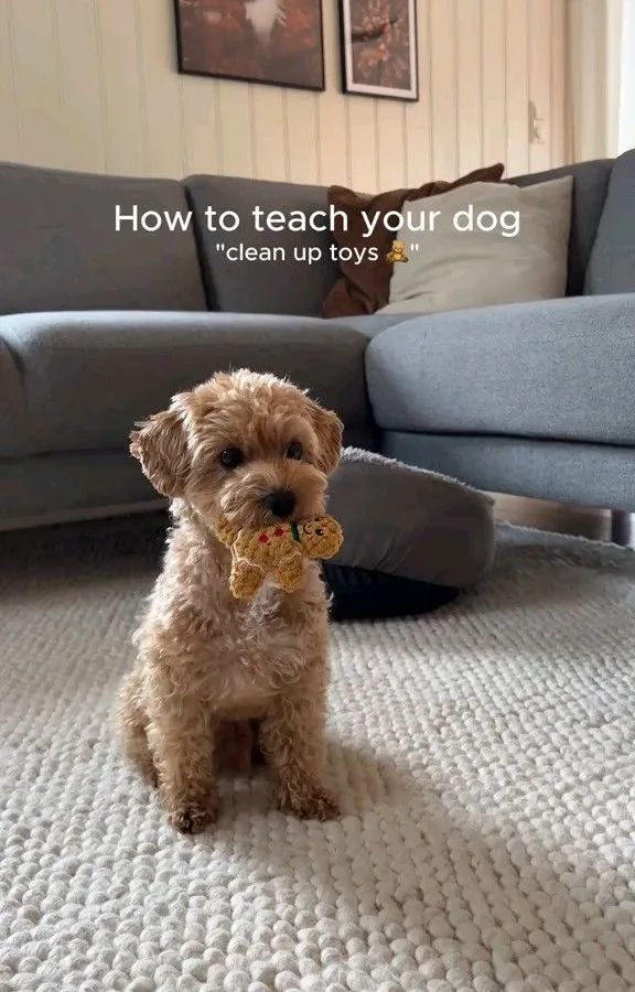 teach dog to clean up toys