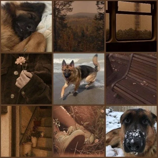german shepherd moodboard