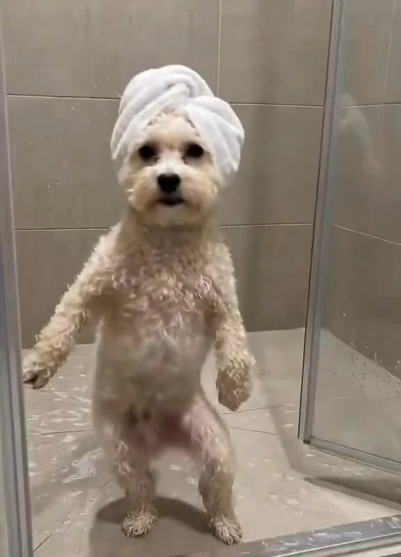 funny dog video hashtags