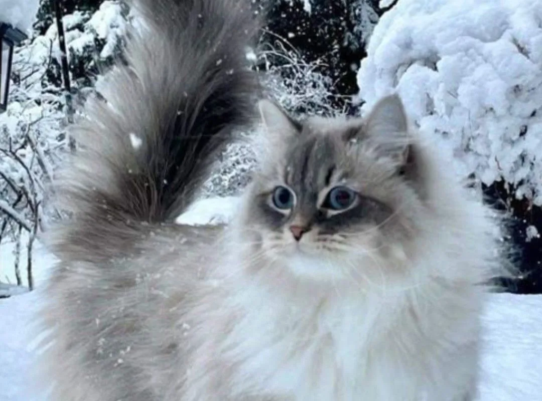 fluffy cat in the snow