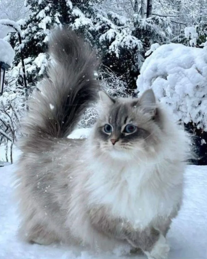 pinterest image size
