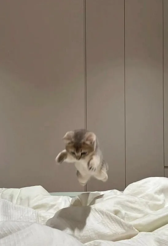 cat domestication genetic evidence