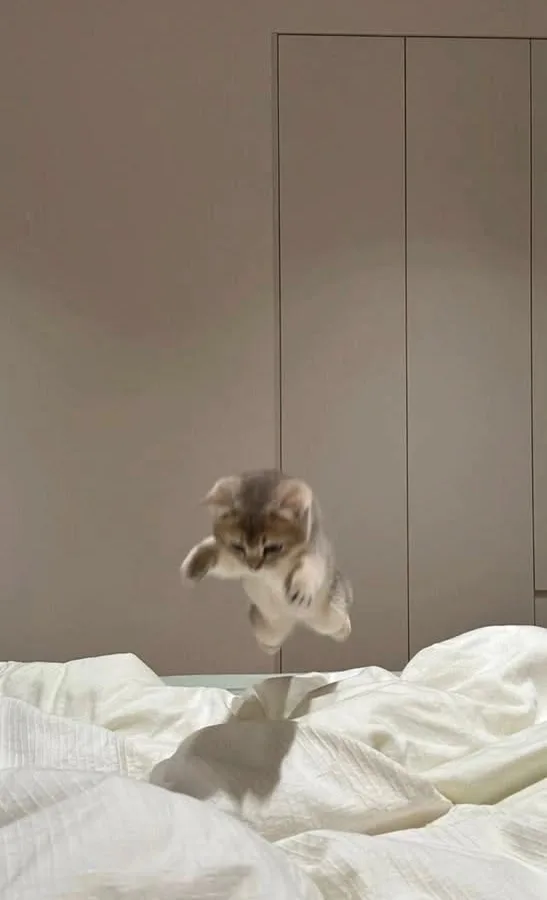 cat domestication genetic evidence