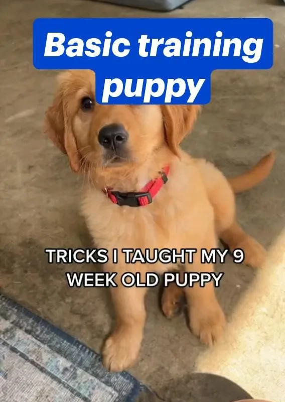 basic training puppy