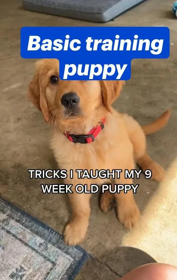 basic training puppy
