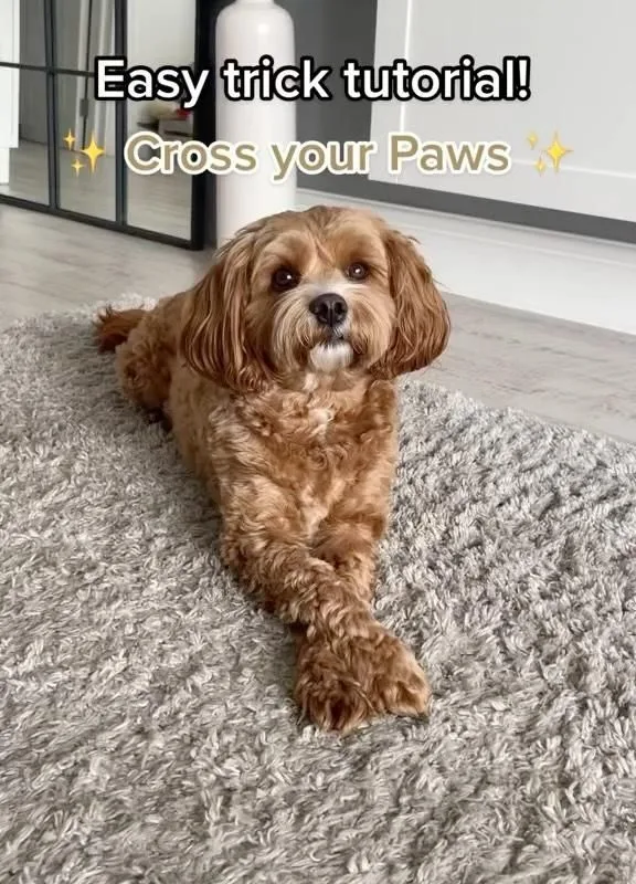 teach your dog tricks easy steps