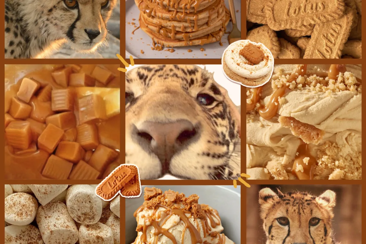 biscoff cheetah f2u