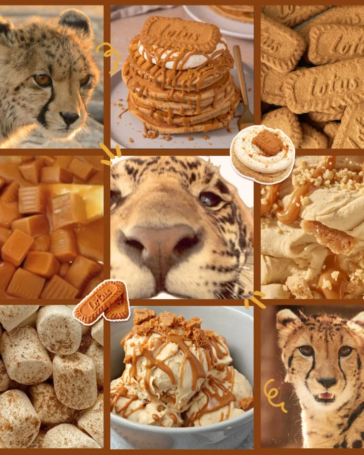 biscoff cheetah f2u