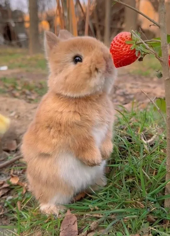 can rabbits eat strawberries