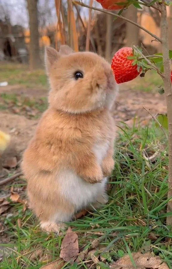can rabbits eat strawberries