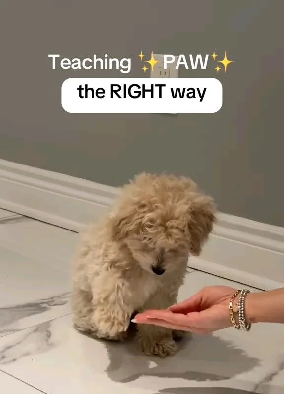 how to teach a dog to give paw