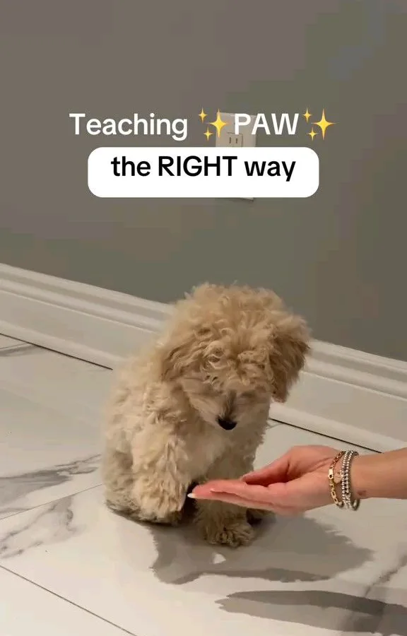 how to teach a dog to give paw