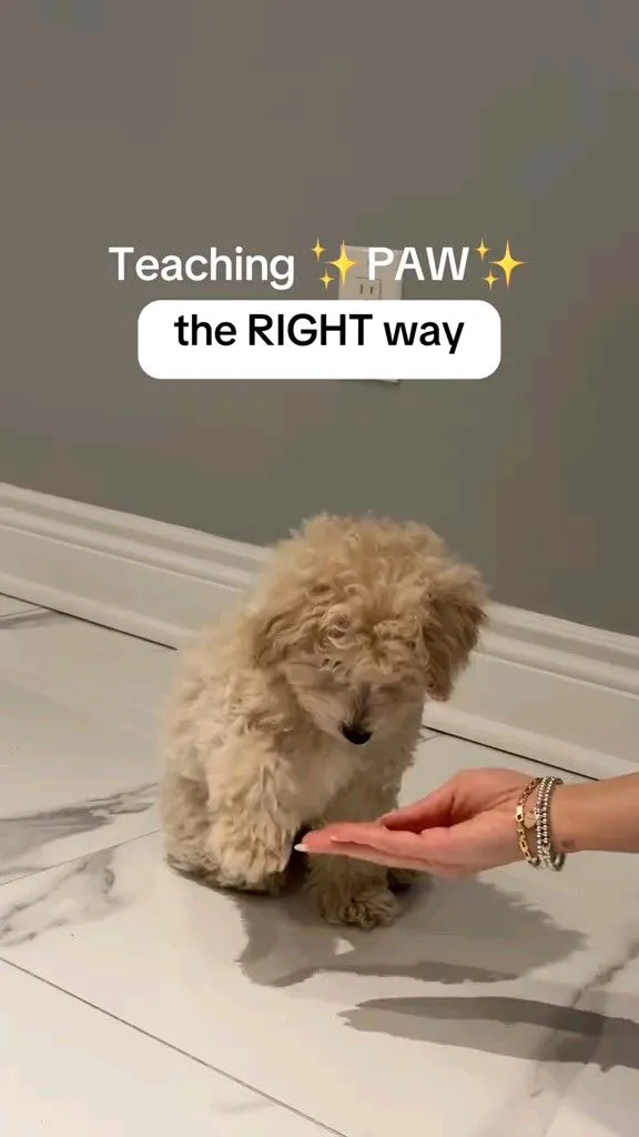 how to teach a dog to give paw