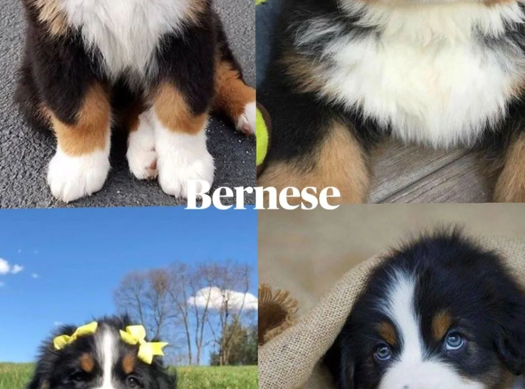 bernese mountain dog care