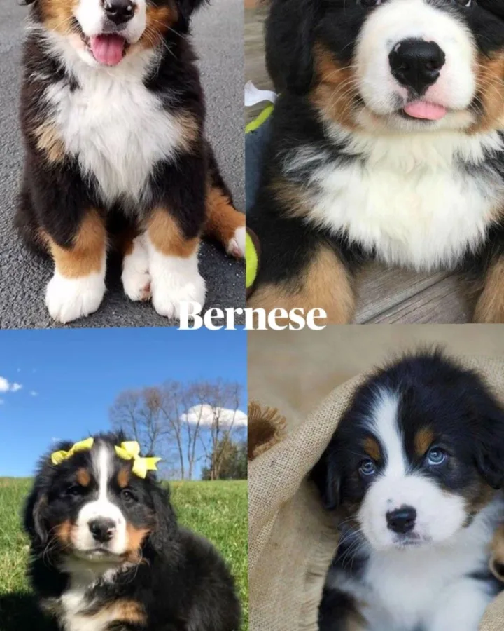 bernese mountain dog care