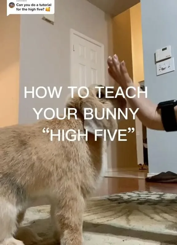 how to train a rabbit