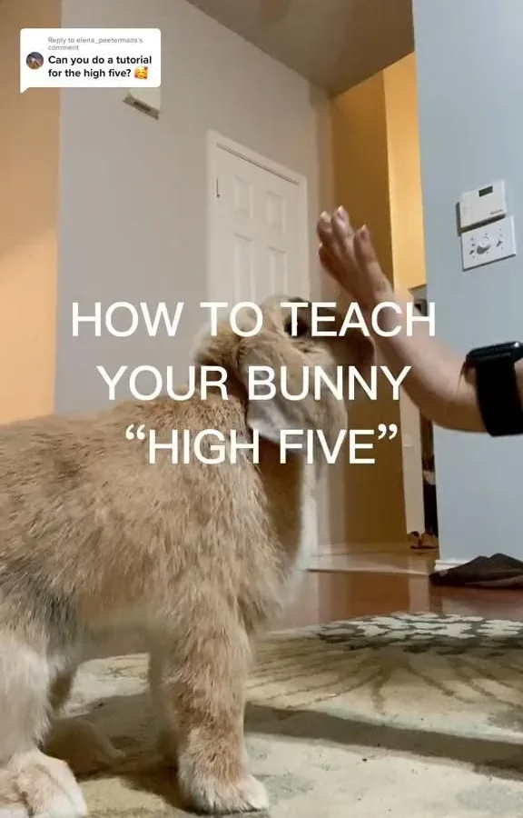 how to train a rabbit