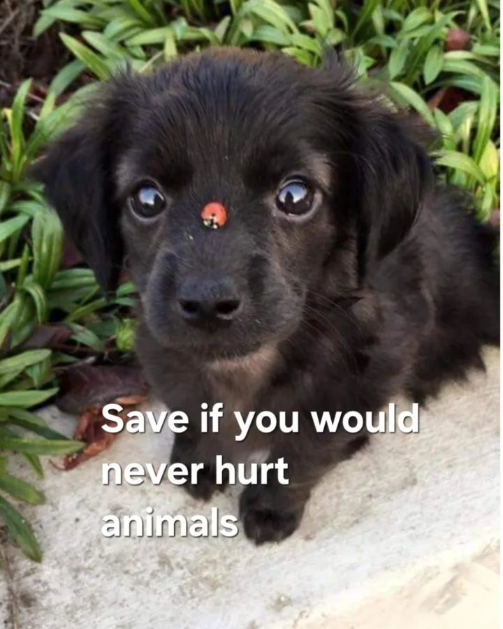 animal writing tips