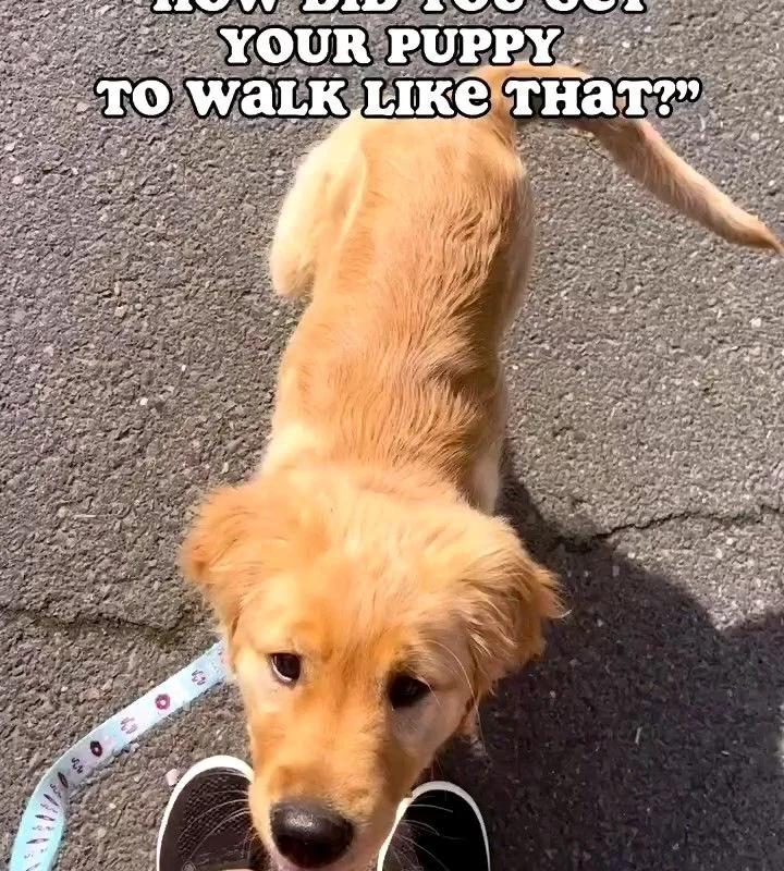 puppy walk training