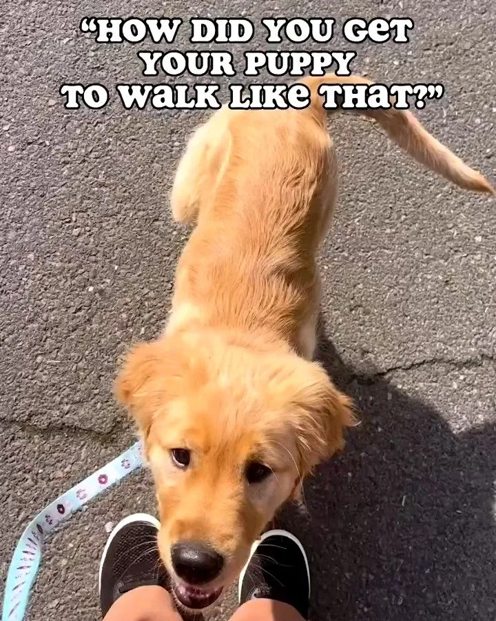 puppy walk training