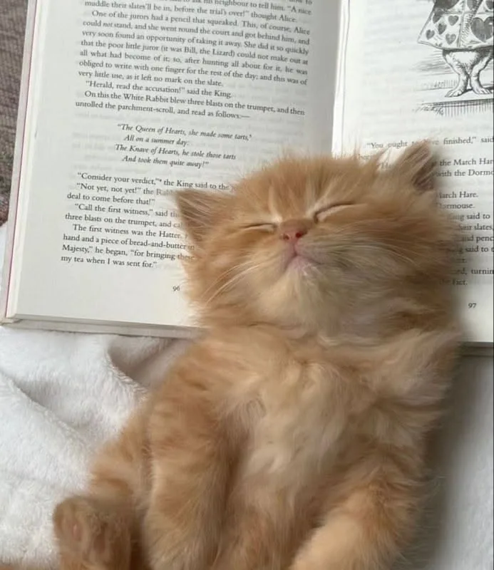 orange kitten reading a book drawing