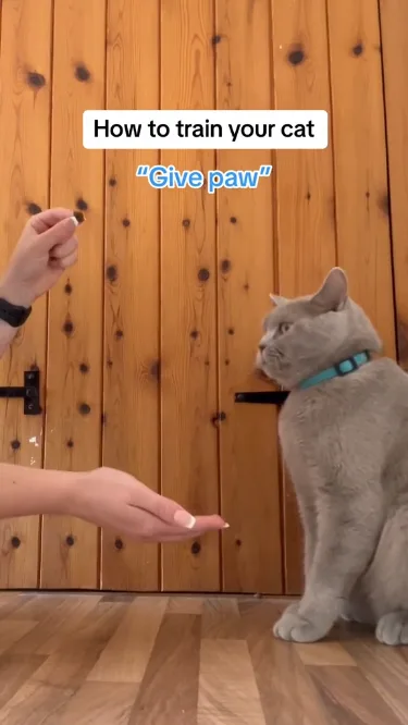 how to train your cat like a dog