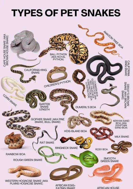 snakes as pets for beginners