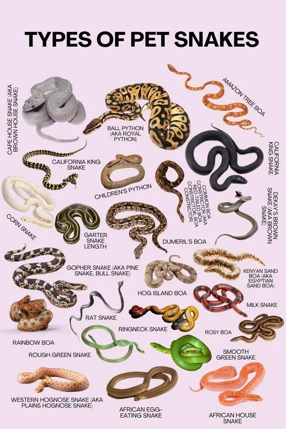 snakes as pets for beginners
