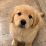 hiding snacks pet photo trend
