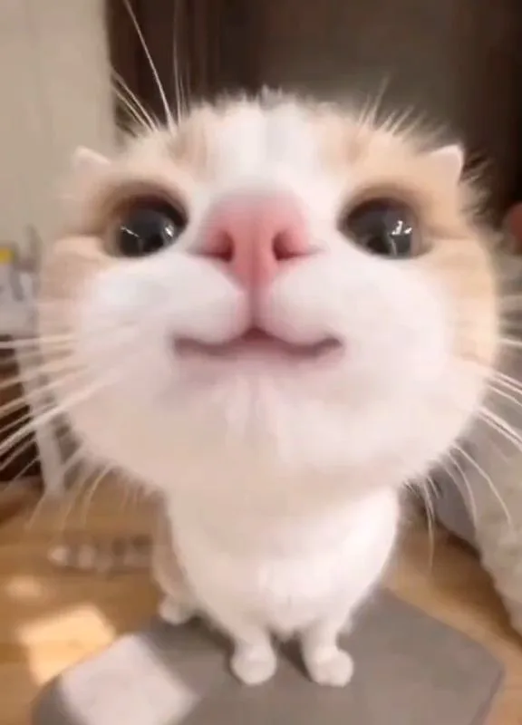 cute cat aesthetic